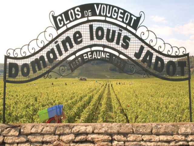 Domaine Louis Jadot